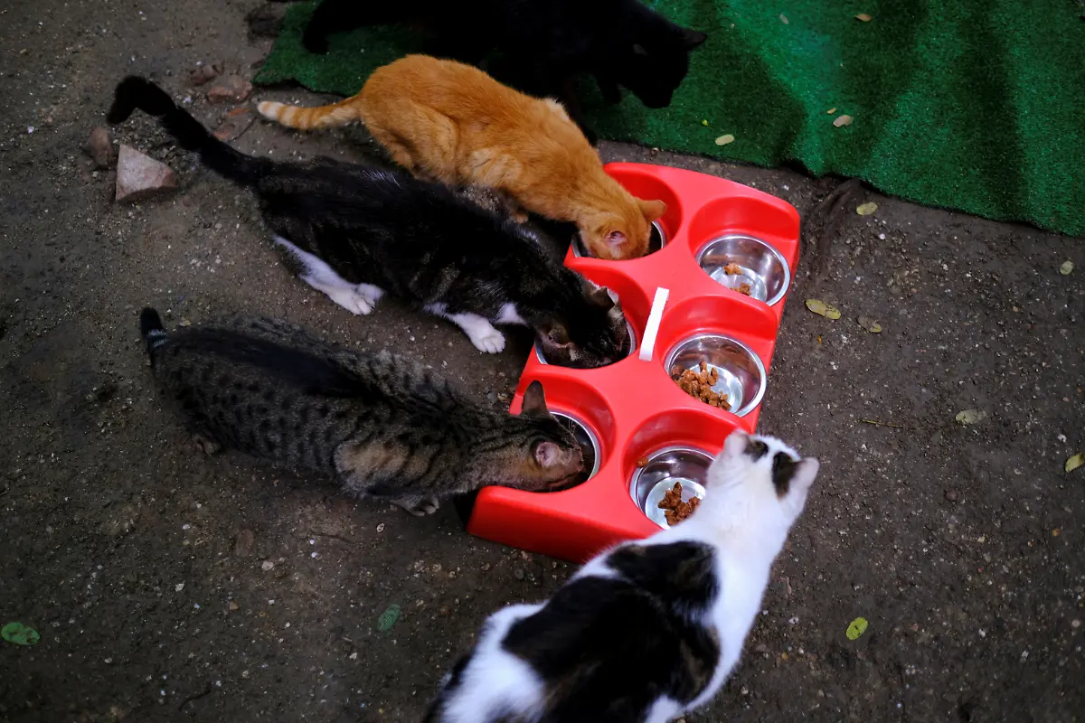 2020-10-27T130153Z-249169746-RC21RJ9UJKTP-RTRMADP-3-HEALTH-CORONAVIRUS-SPAIN-CATS