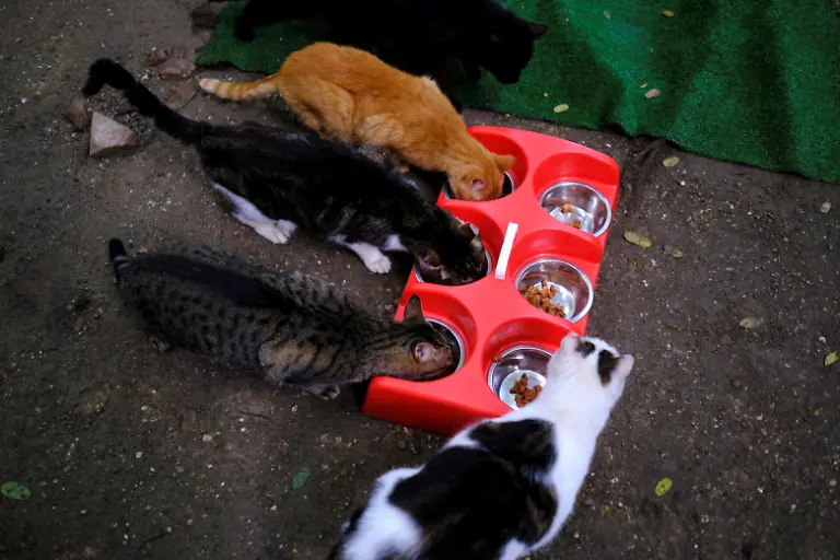 2020-10-27T130153Z-249169746-RC21RJ9UJKTP-RTRMADP-3-HEALTH-CORONAVIRUS-SPAIN-CATS