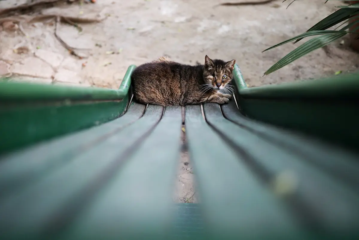 2020-10-27T235645Z-1500045548-RC21RJ9TQDZK-RTRMADP-3-HEALTH-CORONAVIRUS-SPAIN-CATS