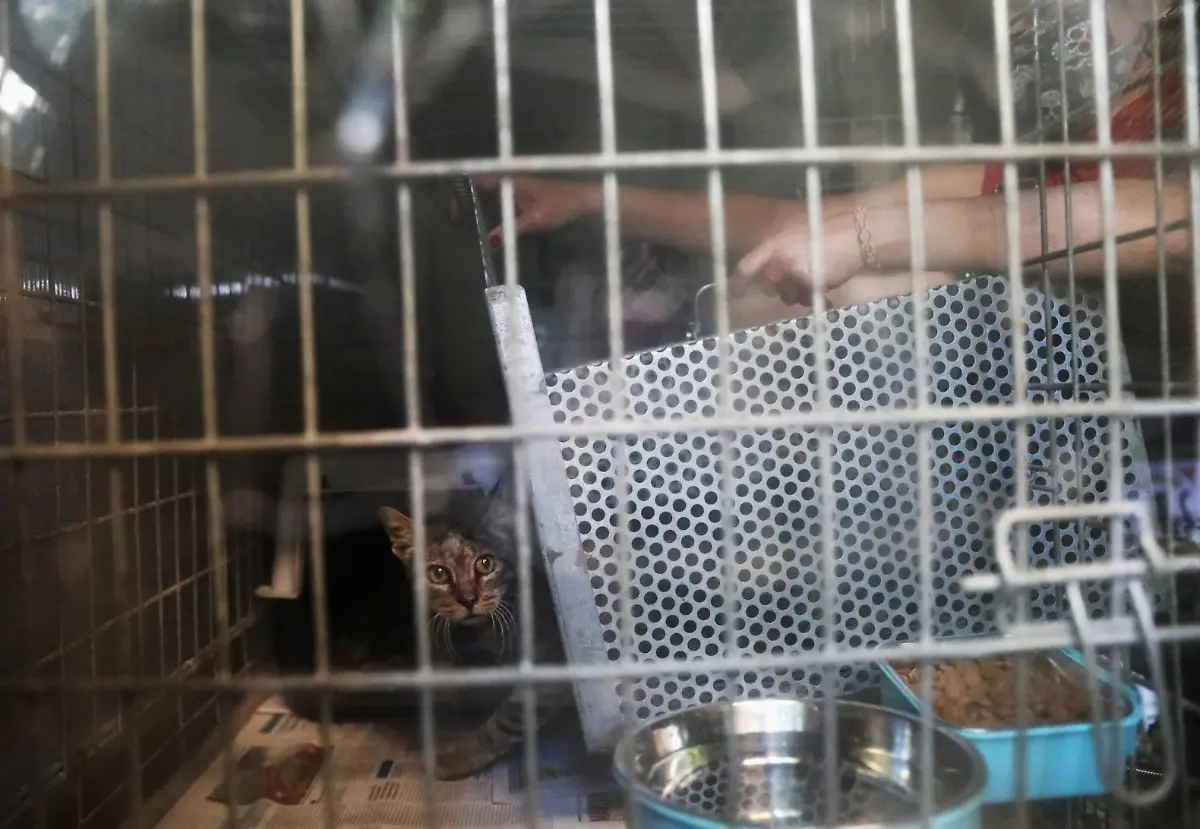 2020-10-27T130207Z-1771668828-RC21RJ9BZDBH-RTRMADP-3-HEALTH-CORONAVIRUS-SPAIN-CATS