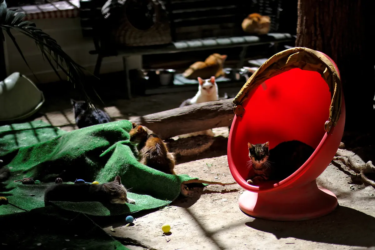 2020-10-27T130152Z-252841776-RC21RJ912OCJ-RTRMADP-3-HEALTH-CORONAVIRUS-SPAIN-CATS