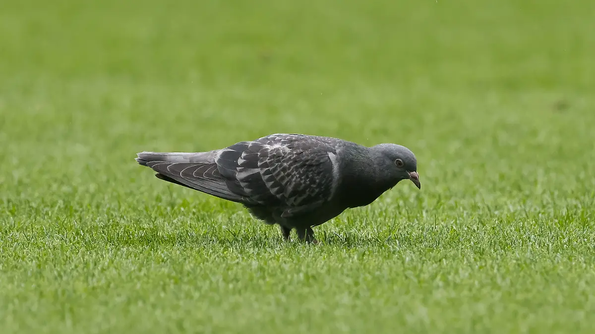 v-li-Eine-Taube-auf-dem-Rasen-Spielfeld-Stadttaube-Vogel-Natur-Gras-Futter-Tier-Wildnis-Symbolfoto-DIE-DFL-RICHTLINIEN-UNTERSAGEN-JEGLICHE-NUTZUNG-VON-FOTOS-ALS-SEQUENZBILDER-UND-ODER-VIDEOA-HNLICHE-FOTOSTRECKEN-DFL-REGULATIONS-PROHIBIT-ANY-USE-OF-PHOTOGRAPHS-AS-IMAGE-SEQUENCES-AND-OR-QUASI-VIDEO-04-05