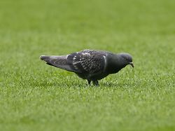 Ist Werders Schicksal besiegelt?: "Wenn es die Taube war, dann ist das natürlich scheiße"