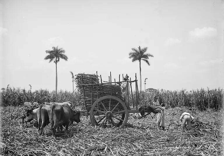 Gathering-cane-on-a-Cuban-sugar-plantation-between-1900-and-1906-HINWEIS-Das-Aufnahmedatum-ist-nicht-immer-bekannt