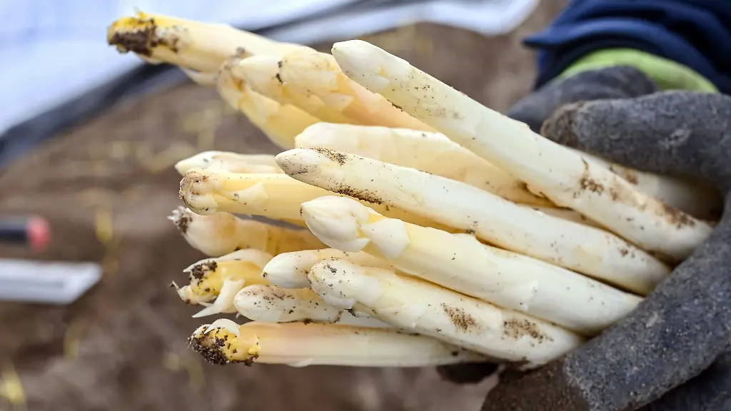 Die-Spargel-Importe-sind-2025-gesunken