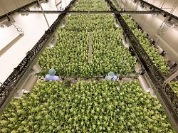 Studie zweifelt Wirksamkeit an: Bei welchen Erkrankungen Cannabis womöglich doch nicht hilft