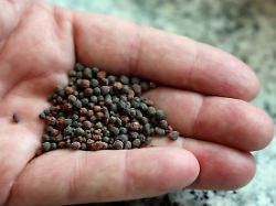 Gefährliches Ungeleichgewicht: Steigender Fleischkonsum zieht Phosphor-Vorräte leer