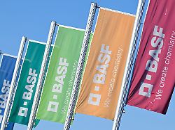 Rheinland-Pfalz & Saarland: BASF investiert 17 Millionen Euro in Raps-Züchtung in Kanada