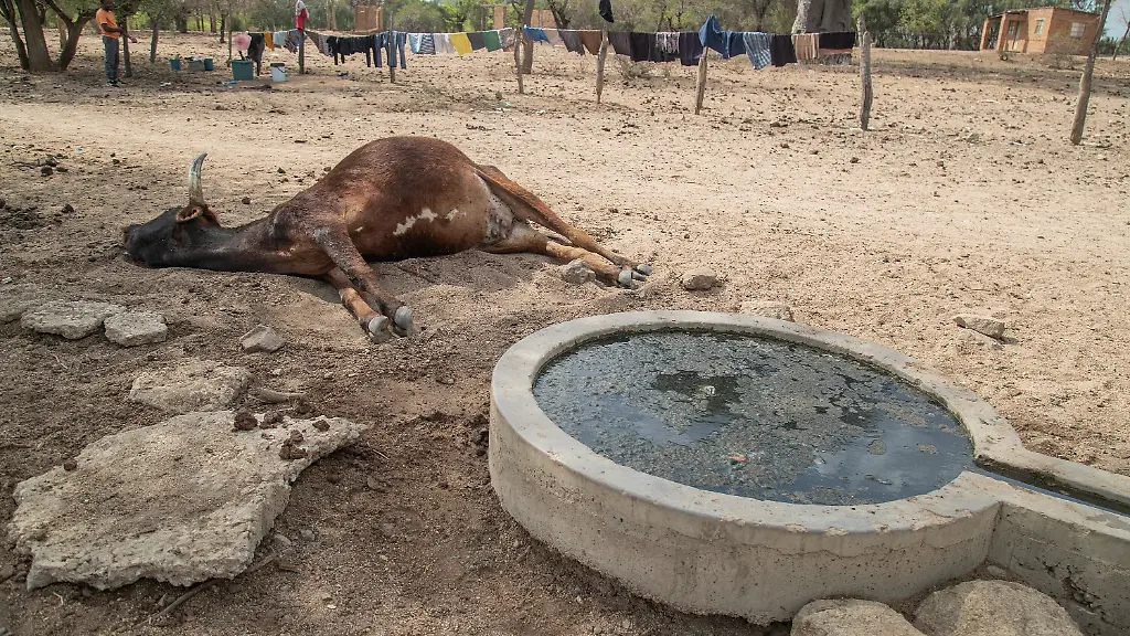 A-pregnant-cow-lies-dead-next-to-a-borehole-in-Nyanyadzi-Chimanimani-Zimbabwe-on-November-23-2024-Zimbabwe-is-facing-a-severe-El-Nino-induced-drought-that-has-devastated-rural-livelihoods-particularly-in-Matabeleland-North-and-South-where-nearly-10-000-cattle-have-perished-due-to-dwindling-water-and-pasture-resources-The-crisis-has-deepened-food-insecurity-with-many-households-unable-to-sustain-a-month-s-worth-of-supplies-while-malnutrition-and-health-risks-especially-among-children-and-pregnant-women-are-rising-As-the-agro-based-economy-struggles-under-these-conditions-the-government-and-aid-organizations-are-providing-emergency-assistance-though-experts-emphasize-the-need-for-long-term-measures-such-as-improved-irrigation-to-address-the-recurring-impacts-of-climate-change