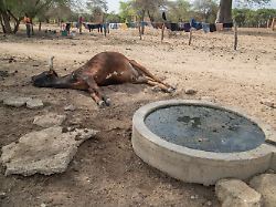 Hinweise auf extrem heißen Sommer: Droht ein besonders starker "Super-El-Niño"?