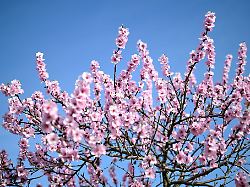 Rheinland-Pfalz & Saarland: Frühlingshaftes Wetter in Rheinland-Pfalz und Saarland