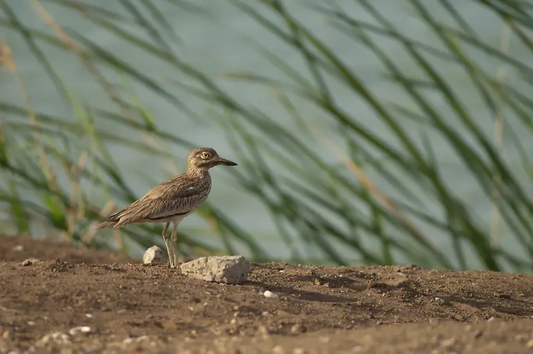 Senegal-thick-knee-in-Oiseaux-du-Djoudj-National-Park-Senegal-thick-knee-Burhinus-senegalensis-in-Oiseaux-du-Djoudj-National-Park-Saint-Louis-Senegal-Senegal-thick-knee-Burhinus-senegalensis-in-Oiseaux-du-Djoudj-National-Park-Saint-Louis-Senegal-26-06-2022-Copyright-xEuphorbia72x-Panthermedia31567653