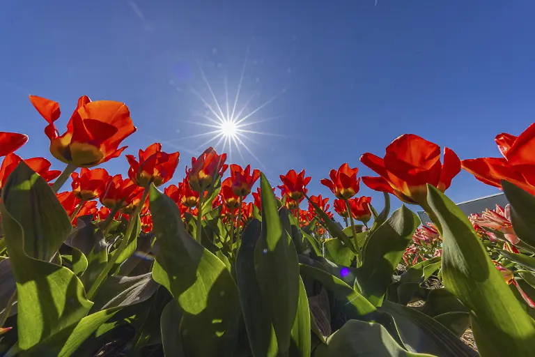 Amsterdam-Tulip-Experience-Niederlande