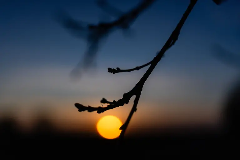 Knospen-an-einem-Baum-vor-dem-Sonnenuntergang-in-Brandenburg
