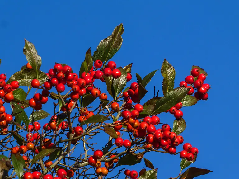 Echte-Mehlbeere-Sorbus-aria-fruchtend-Deutschland-Niedersachsen-Ostfriesland-common-whitebeam-Sorbus-aria-fruiting-Germany-Lower-Saxony-East-Frisia
