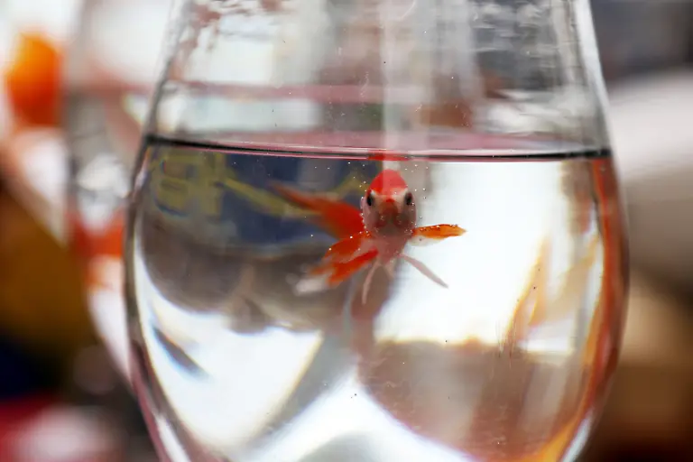 TEHRAN-IRAN-MARCH-18-A-goldfish-is-seen-at-a-shop-as-people-shop-to-make-preparations-for-the-Newroz-Festival-which-is-the-new-year-according-to-the-Hijri-calendar-used-in-Iran-and-is-celebrated-as-the-beginning-of-the-new-year-and-the-harbinger-of-spring-as-the-coronavirus-Covid-19-pandemic-and-the-economic-crisis-continue-in-Tehran-Iran-on-March-18-2021