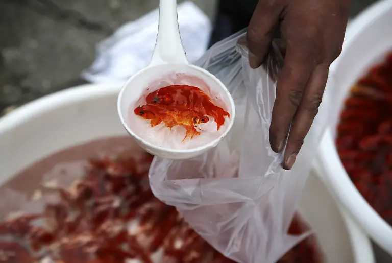 Goldfish-a-symbol-for-Nowruz-in-Iran-TEHRAN-IRAN-MARCH-11-A-man-deals-with-Goldfish-to-be-sold-during-Nowruz-time-in-Tehran-Iran-on-March-11-2025-While-the-goldfish-one-of-the-symbols-of-Nowruz-in-Iran-symbolizes-life-water-and-new-beginnings-the-purchase-and-improper-care-of-millions-of-fish-during-this-period-endangers-the-lives-of-the-fish-and-undermines-the-philosophical-and-spiritual-meaning-of-Nowruz-Iran-World-Editorial-use-only-Please-get-in-touch-for-any-other-usage