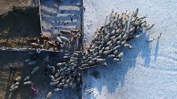 2026-03-17T105728Z_132588871_RC296KAZRCJI_RTRMADP_3_RUSSIA-CATTLE-DISEASE-EMERGENCY