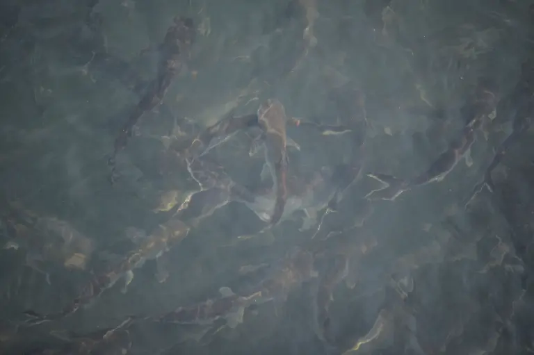 Fish-swim-inside-a-cage-of-the-pisciculture-project-at-Kenapara-Eco-Park-which-was-developed-from-a-closed-open-cast-coal-mine-pit-into-a-small-tourist-hub-in-Surajpur-India-August-10-2025-The-site-which-began-to-be-repurposed-for-tourism-in-2018-is-managed-by-a-women-s-community-group-and-a-fishery-cooperative-and-attracts-as-many-as-150-people-at-the-weekend-REUTERS-Avijit-Ghosh-SEARCH-INDIA-GHOSH-COAL-FOR-THIS-STORY-SEARCH-WIDER-IMAGE-FOR-ALL-STORIES