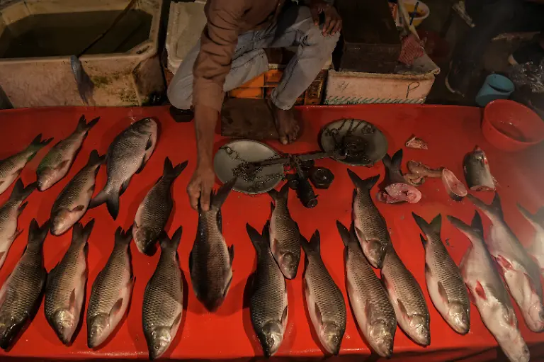 A-fish-seller-shows-fish-he-sourced-from-Kenapara-Eco-Park-s-pisciculture-project-at-a-fish-market-in-Ambikapur-India-November-17-2025-REUTERS-Avijit-Ghosh-SEARCH-INDIA-GHOSH-COAL-FOR-THIS-STORY-SEARCH-WIDER-IMAGE-FOR-ALL-STORIES