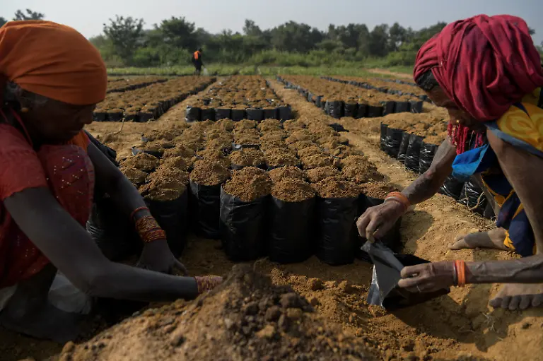 Women-fill-a-soil-mixture-into-grow-bags-at-a-nursery-set-up-to-grow-saplings-that-will-later-be-planted-in-closed-mine-quarries-as-part-of-abandoned-mine-land-reclamation-at-the-Bishrampur-open-cast-mining-area-in-Surajpur-India-November-15-2025-A-40-hectare-solar-park-generating-12-megawatts-of-power-employs-several-local-residents-and-officials-say-they-have-restored-several-hundred-hectares-of-former-mining-land-planting-trees-including-sheesham-a-North-Indian-rosewood-and-mango-SECL-has-spent-around-43-million-rupees-developing-the-project-government-data-shows-REUTERS-Avijit-Ghosh-SEARCH-INDIA-GHOSH-COAL-FOR-THIS-STORY-SEARCH-WIDER-IMAGE-FOR-ALL-STORIES