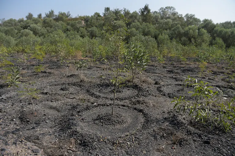 Trees-planted-as-part-of-land-reclamation-at-the-closed-Jagannathpur-Opencast-Project-mine-in-Balrampur-in-India-November-18-2025-A-40-hectare-solar-park-generating-12-megawatts-of-power-employs-several-local-residents-and-officials-say-they-have-restored-several-hundred-hectares-of-former-mining-land-planting-trees-including-sheesham-a-North-Indian-rosewood-and-mango-SECL-has-spent-around-43-million-rupees-developing-the-project-government-data-shows-REUTERS-Avijit-Ghosh-SEARCH-INDIA-GHOSH-COAL-FOR-THIS-STORY-SEARCH-WIDER-IMAGE-FOR-ALL-STORIES