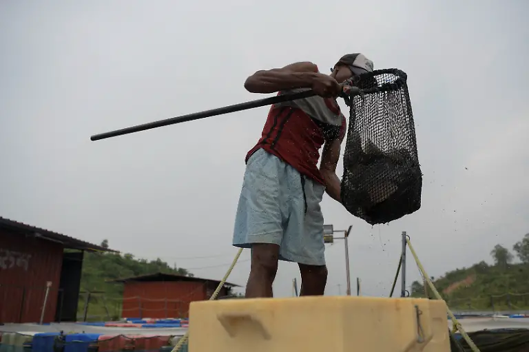 Shiv-Kumar-Rajwade-catches-fish-from-a-cage-of-the-pisciculture-project-on-the-lake-at-Kenapara-Eco-Park-which-was-developed-from-a-closed-open-cast-coal-mine-pit-into-a-small-tourist-hub-in-Surajpur-India-August-11-2025-The-site-which-began-to-be-repurposed-for-tourism-in-2018-is-managed-by-a-women-s-community-group-and-a-fishery-cooperative-and-attracts-as-many-as-150-people-at-the-weekend-REUTERS-Avijit-Ghosh-SEARCH-INDIA-GHOSH-COAL-FOR-THIS-STORY-SEARCH-WIDER-IMAGE-FOR-ALL-STORIES