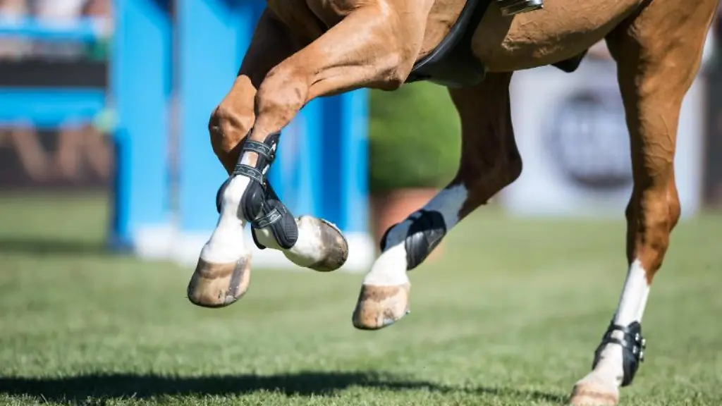 Blick-auf-die-Hufe-eines-Dressurpferdes