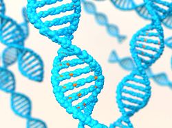 Genetische Veranlagung: Menschen mit Down-Syndrom entwickeln fast immer Alzheimer