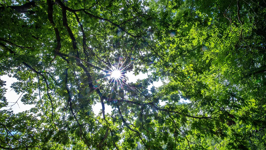 Das-Naturschutzgebiet-Heimfelder-in-Hamburg-bietet-Lebensraum-fuer-zahlreiche-seltene-und-bedrohte-Tierarten