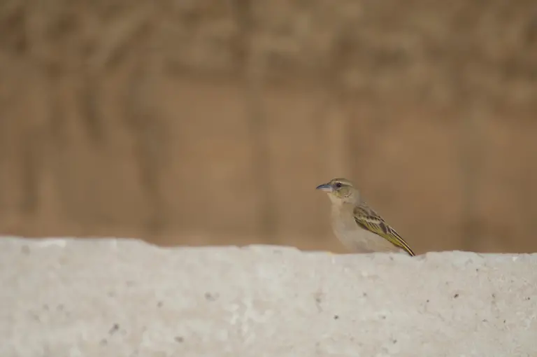 Female-black-headed-weaver-Ploceus-melanocephalus-Oiseaux-du-Djoudj-National-Park-Saint-Louis-Senegal