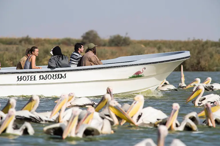 Great-White-Pelicans-Pelecanus-onocratulus-in-front-of-passing-tourist-boat-Senegal-Biffeche-Djoudj-National-Park