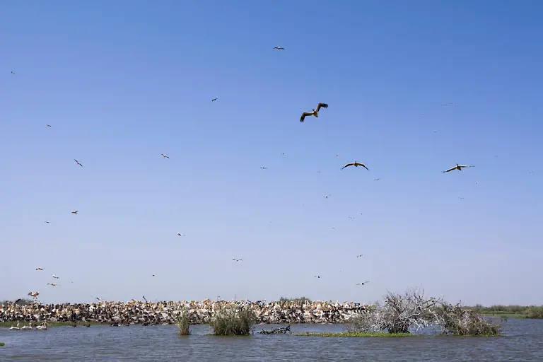 Great-White-Pelican-Pelecanus-onocratulus-birds-in-flight-over-breeding-colony-Senegal-Biffeche-Djoudj-National-Park