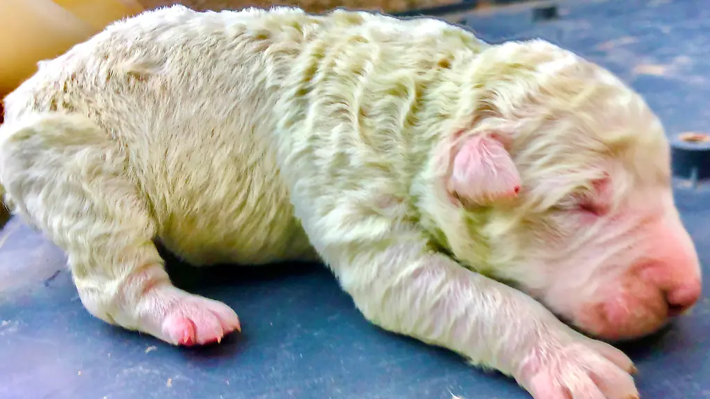 2020-10-22T085707Z-95544373-RC2KNJ92KJ6W-RTRMADP-3-ITALY-GREEN-PUPPY