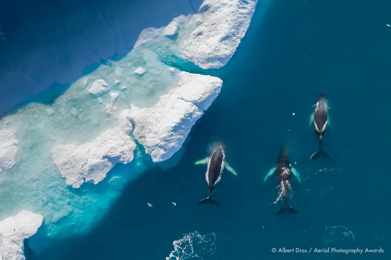 The-Humpbacks-Albert-Dros-Aerial-Photography-Awards