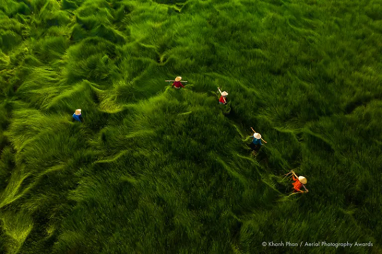 Harvesting-grass-Khanh-Phan-Aerial-Photography-Awards