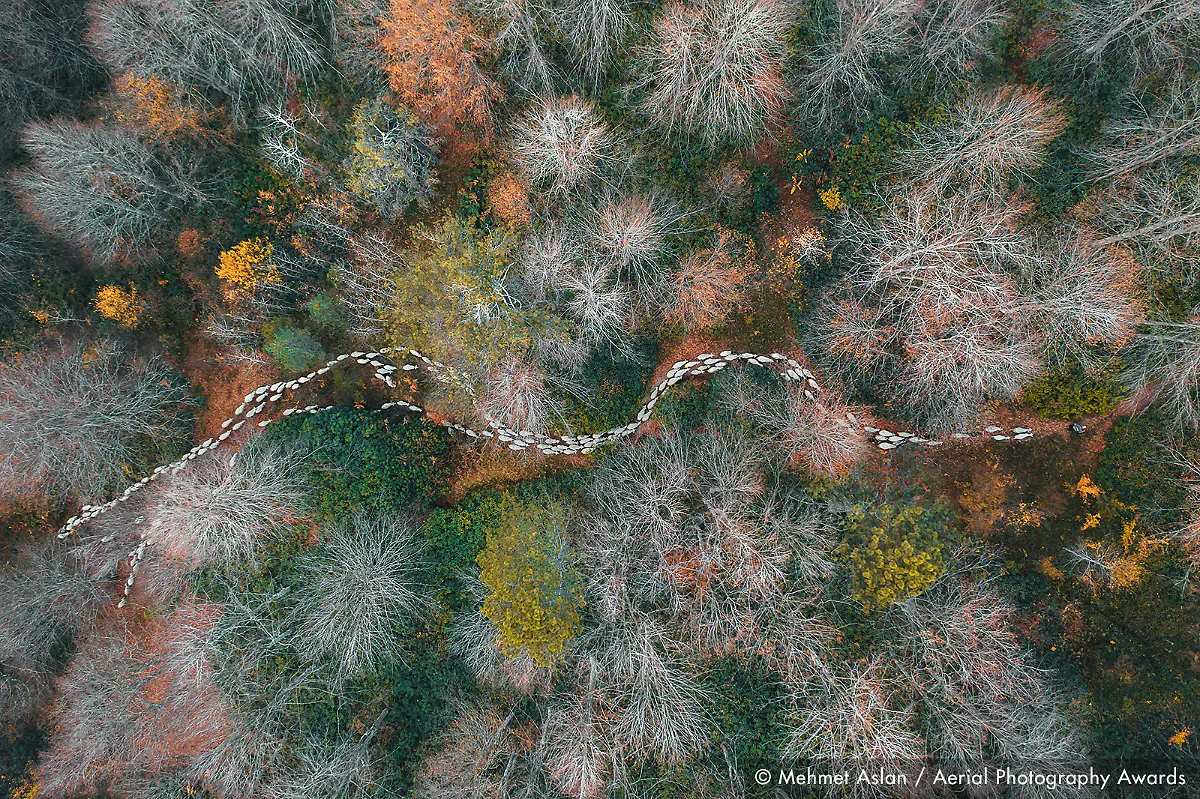 Forest-path-Mehmet-Aslan-Aerial-Photography-Awards-2020