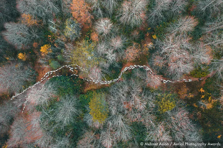 Forest-path-Mehmet-Aslan-Aerial-Photography-Awards-2020