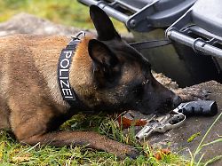 Thüringen: Diensthunde der Polizei in Thüringen öfter im Einsatz