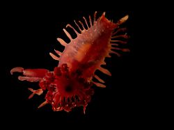 Gespenster- und Drachenfische: Karibikexpedition entdeckt bizarre Tiere in 6000 Metern Tiefe