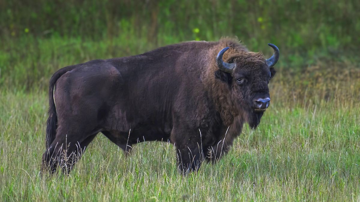 Passagierzug fährt drei Wildbisons in Polen tot
