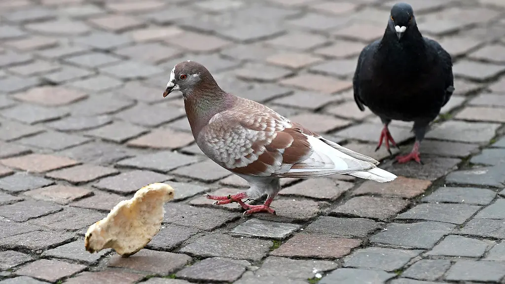 Stadttauben-koennen-ganz-verschiedenfarbige-Gefieder-haben
