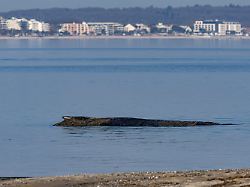Rettung gestaltet sich schwierig: Großwal in Lübecker Bucht gestrandet