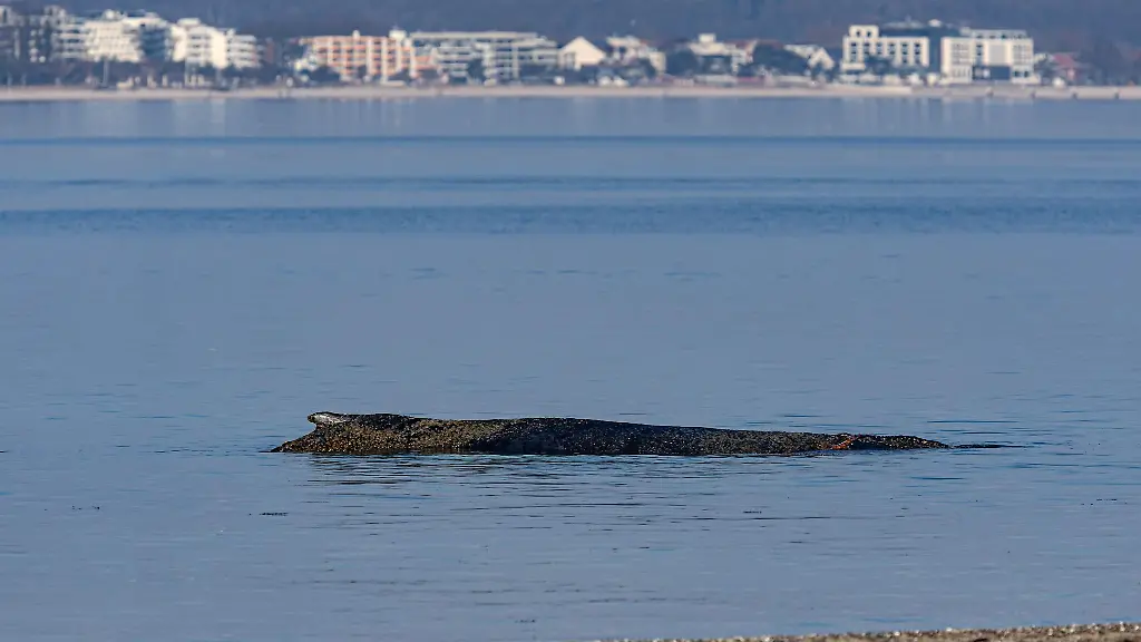 Der-grosse-Wal-wurde-in-der-Nacht-zum-Montag-laut-Polizei-im-Wasser-vor-dem-Ortsteil-Niendorf-entdeckt