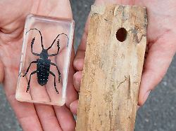 Sachsen-Anhalt: Asiatischer Käfer: Besserer Schutz für Wald bei Magdeburg