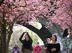 Berlin & Brandenburg: Wo man in Berlin gut Kirschen gucken kann