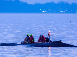 Verirrte Riesen-Meeressäuger: Kann der gestrandete Wal in der Ostsee gerettet werden?