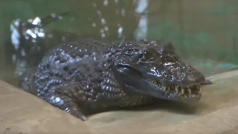 Krokodil