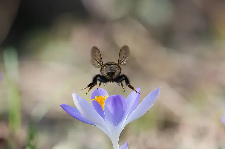 Hummelkoenigin-von-hinten-fotografiert-fliegt-ueber-Krokuss-Garten-Wilnsdorf-Siegerland-Nordrhein-Westfalen-Deutschland-26-2