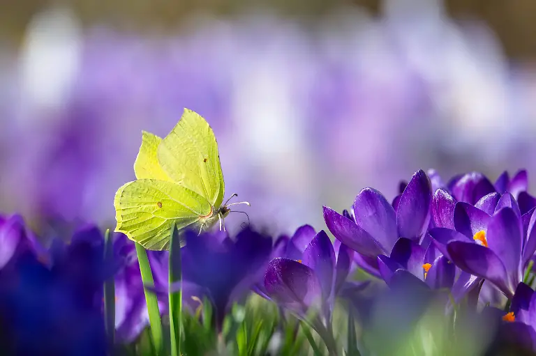 Zitronenfalter-sitzt-auf-Krokussen-im-Garten-Wilnsdorf-Siegerland-Nordrhein-Westfalen-Deutschland-4-3